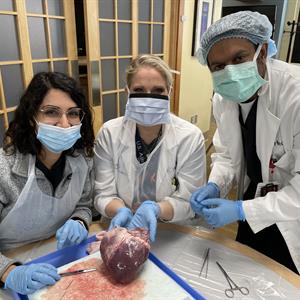 RajshekerHeartDissection